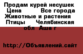 Продам курей несушек › Цена ­ 350 - Все города Животные и растения » Птицы   . Челябинская обл.,Аша г.